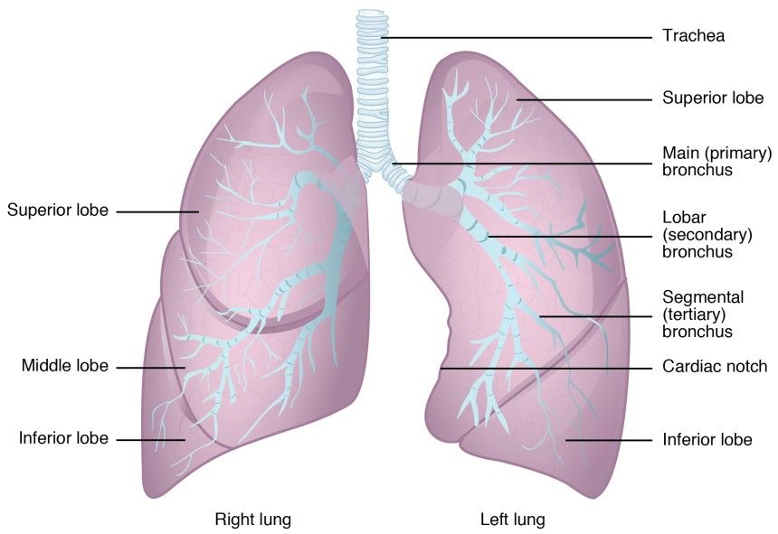 LC101_Gross_Anatomy_of_the_Lungs.jpg