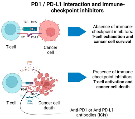 Diagram showing PD-1/PD-L1 immune checkpoint inhibitors reactivating T-cells to kill cancer cells