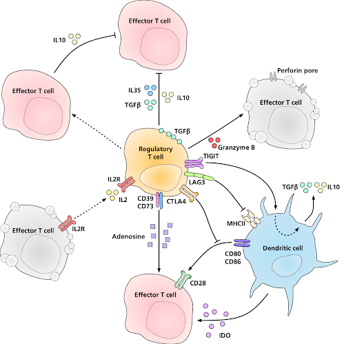 Diagram showing how regulatory T cells suppress effector T cells and dendritic cells in immune regulation.